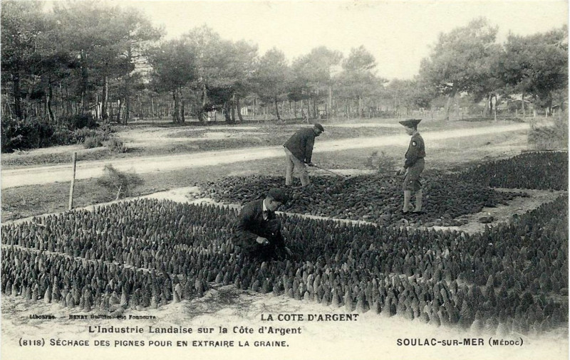 Carte postale ancienne Soulac-sur-Mer - Séchage des pignes de pin