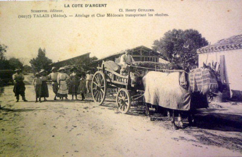 Carte postale ancienne Talais - attelage et char Médocain