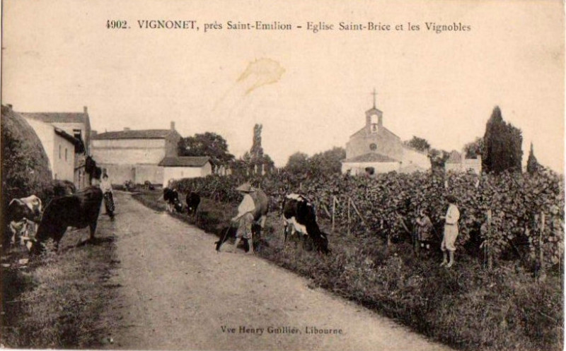 Carte postale ancienne Vignonet - église et vignobles