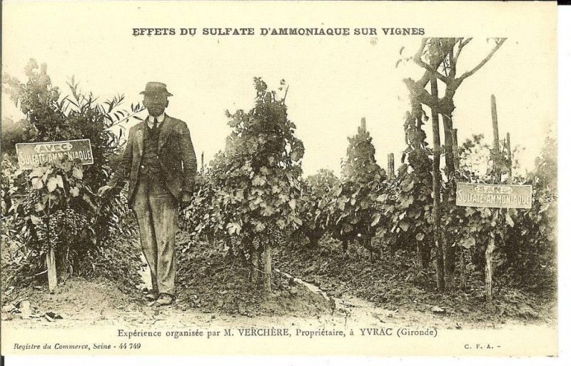 Carte postale ancienne Yvrac effets-du-sulfate-d'ammoniaque-sur-vignes-