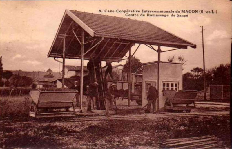 Carte postale ancienne Cave Cooperative Intercommunale de Mâcon (S-et-L) Centre de Massage de Sance 01