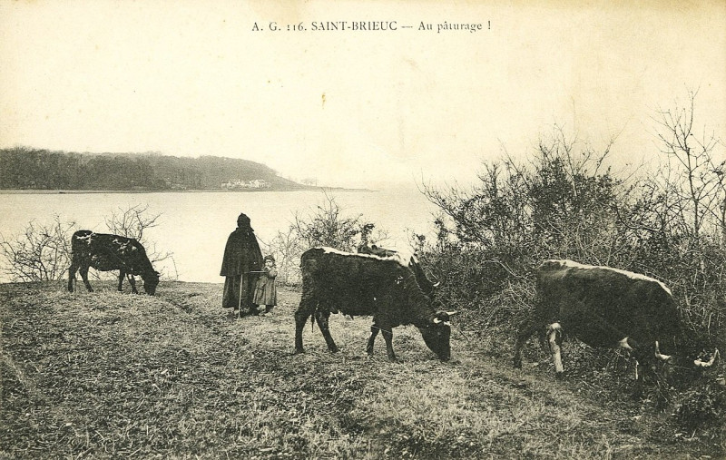 Carte postale ancienne Saint-Brieuc - Au pâturage ! à Saint-Brieuc