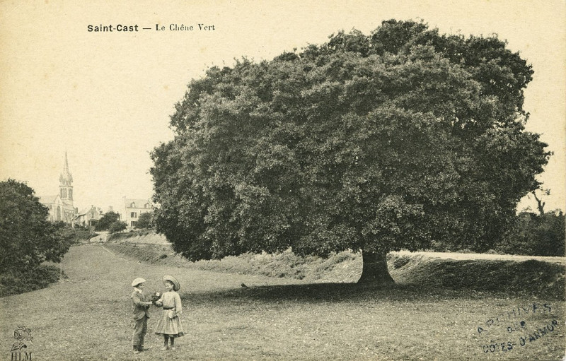 Carte postale ancienne Saint-Cast - Chêne vert à Saint-Cast-le-Guildo