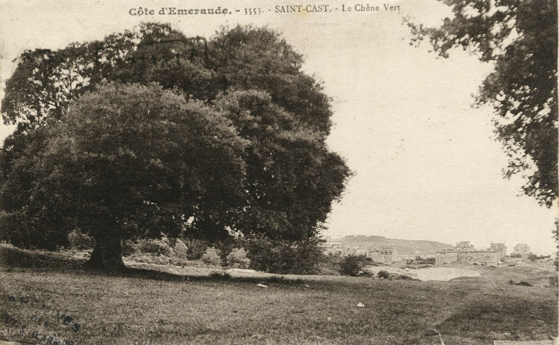 Carte postale ancienne Saint-Cast - Chêne vert à Saint-Cast-le-Guildo