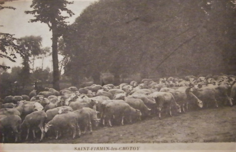 Carte postale ancienne St Firmin moutons