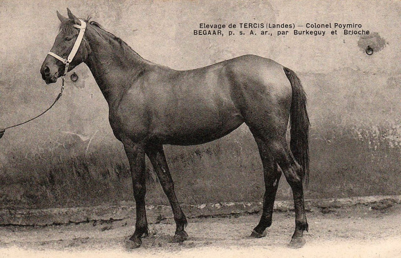 Carte postale ancienne Landes - Elevage de Tercis