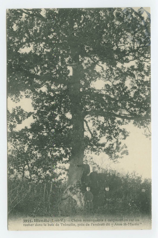 Carte postale ancienne 3955. Iffendic (I.-et-V.) - Chêne remarquable à califourchon sur un rocher dans le bois de Trémelin, près de l'endroit dit Anse St-Martin.
