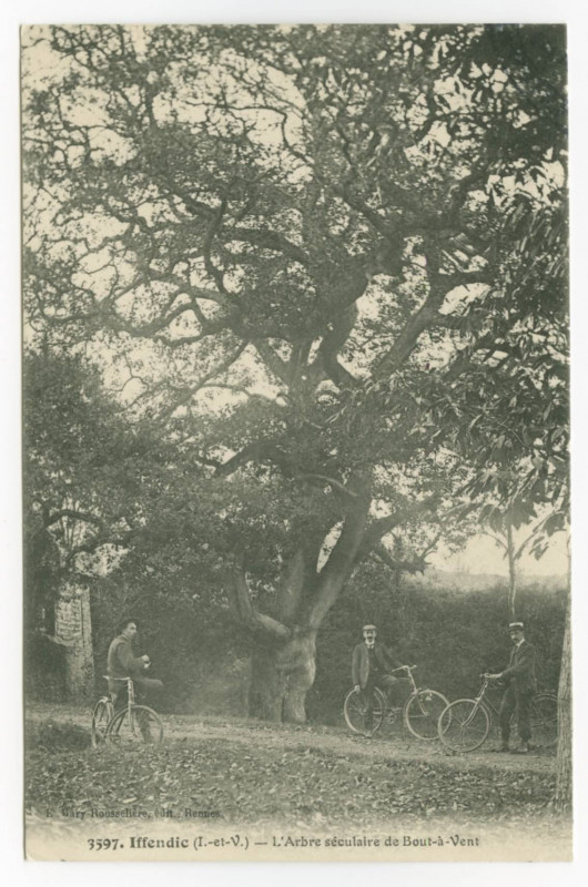 Carte postale ancienne 3597. Iffendic (I.-et-V.) - L'Arbre séculaire de Bout-à-Vent.