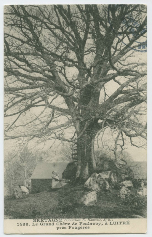Carte postale ancienne 1488. Le Grand Chêne de Feulavoy, à Luitre près Fougères.