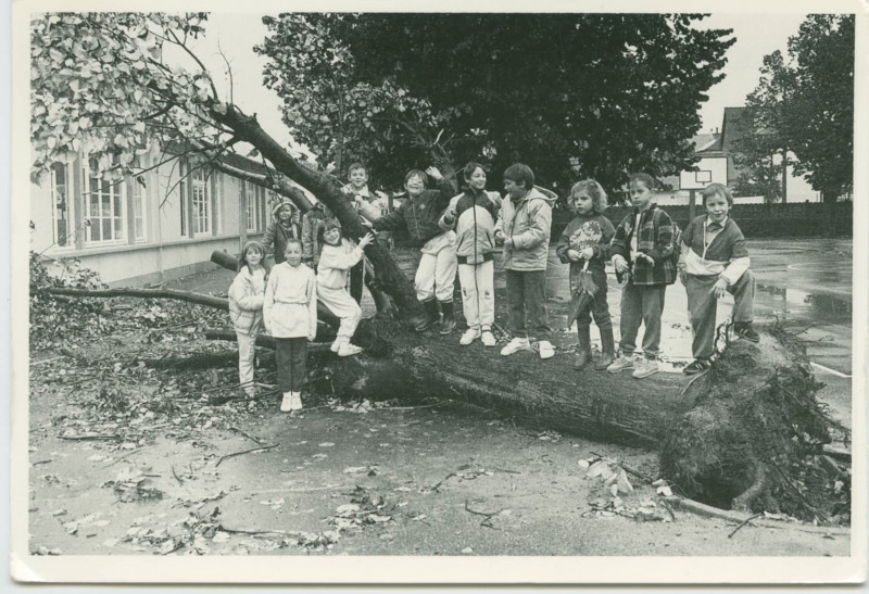 Carte postale ancienne Ouragan Sur La Bretagne. Tilleul Arrache A L'Ecole Publique Mauconseil. Oct. 1987.