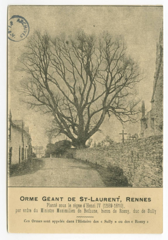 Carte postale ancienne Orme Geant De St-LAURENT, Rennes. Planté sous le règne d'Henri Iv (1589-1610), par ordre du Ministre Maximilien de Bethune, baron de Rosny, duc de S