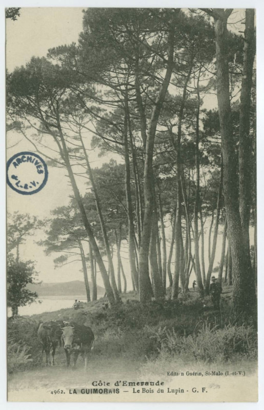 Carte postale ancienne 4962. La Guimorais - Le Bois du Lupin - Côte d'Emeraude