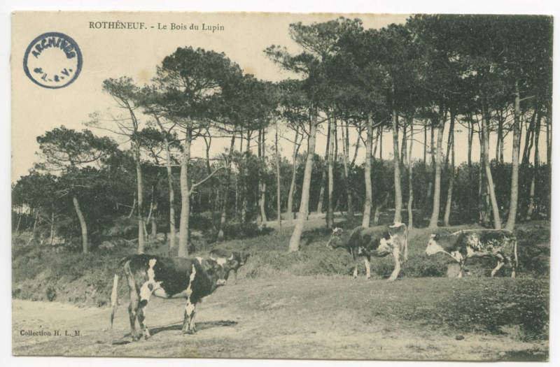 Carte postale ancienne Rotheneuf. - Le Bois du Lupin