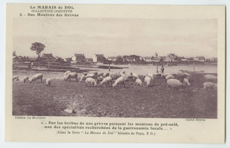 Carte postale ancienne Le Marais de Dol. 3. - Des moutons des Grèves.