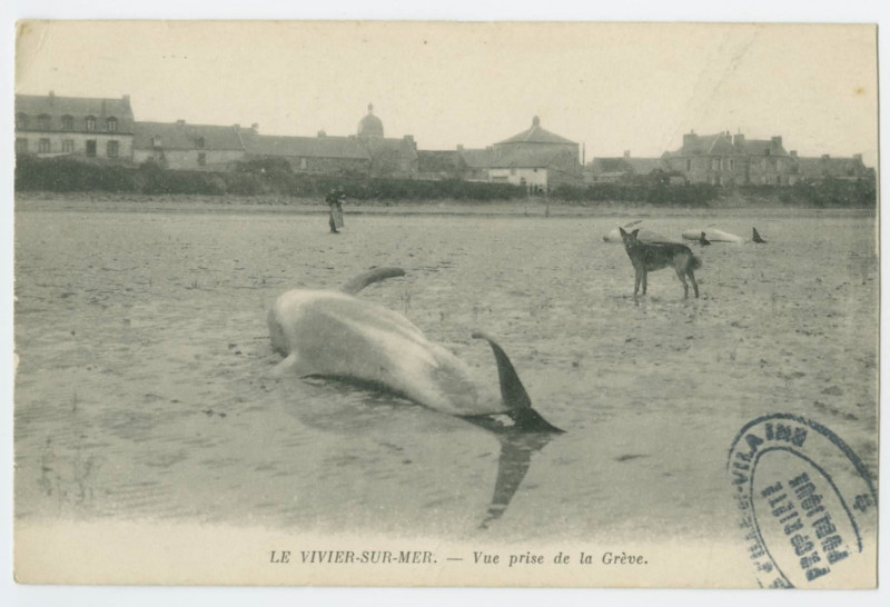 Carte postale ancienne Le Vivier-Sur-Mer. - Vue prise de la Grève.
