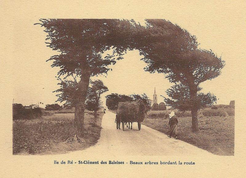 Carte postale ancienne Ile de Ré-Fr-17-Saint Clément-route arborée