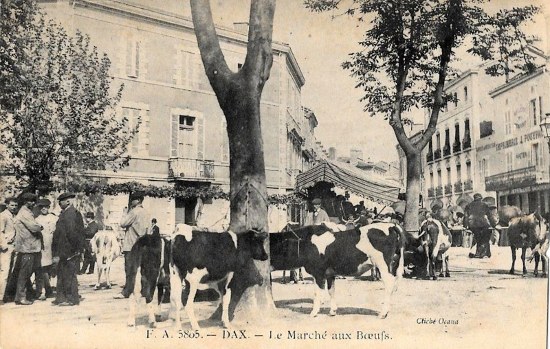 Carte postale ancienne Dax (Landes) - Marché aux boeufs 5