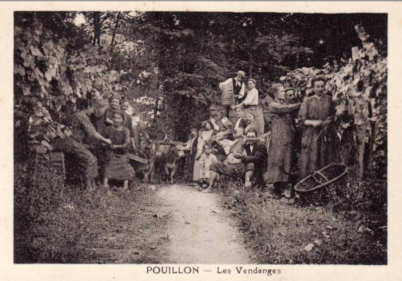 Carte postale ancienne Pouillon (Landes) - Vendanges 1