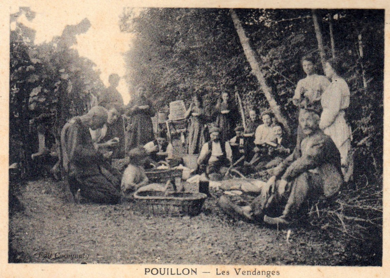 Carte postale ancienne Pouillon (Landes) - Vendanges 2
