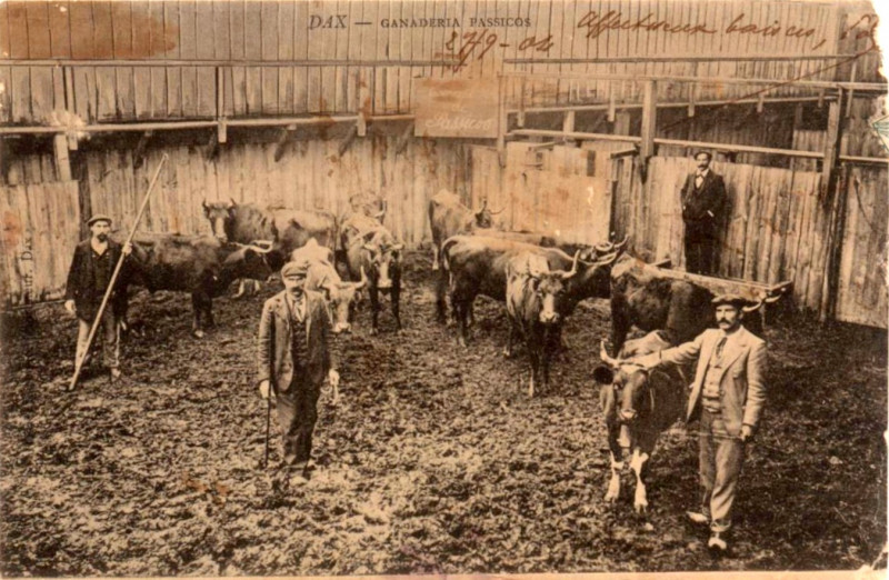 Carte postale ancienne Dax (Landes) - Corrida - Ganaderia Passicos