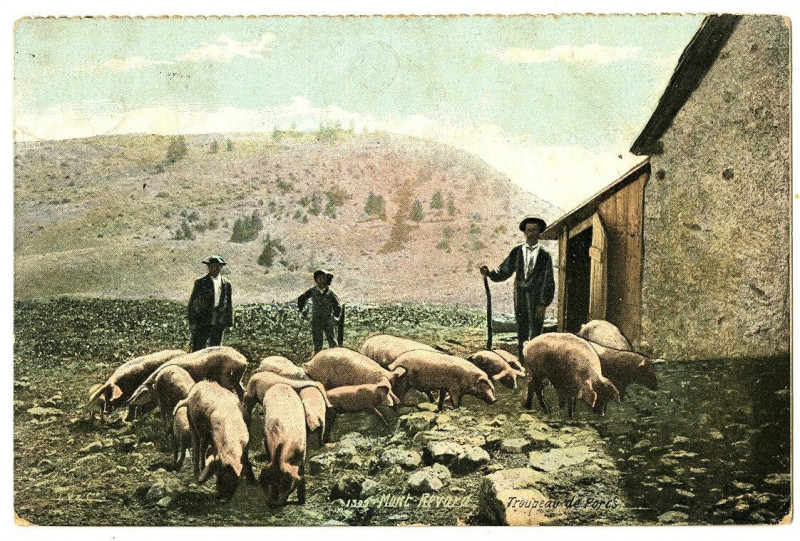 Carte postale ancienne Savoie Mont- Revard Troupeau de porcs animé