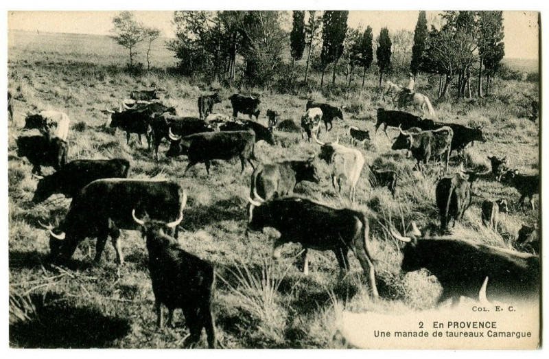 Carte postale ancienne Bouche du Rhône Camargue En provence une manade de taureaux