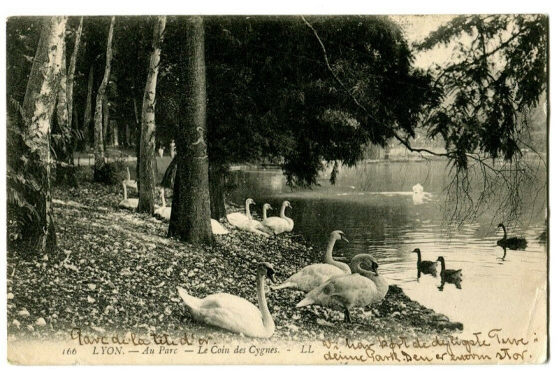 Carte postale ancienne Rhône Lyon Parc de la Tête d'Or Le coin des Cygnes à Lyon