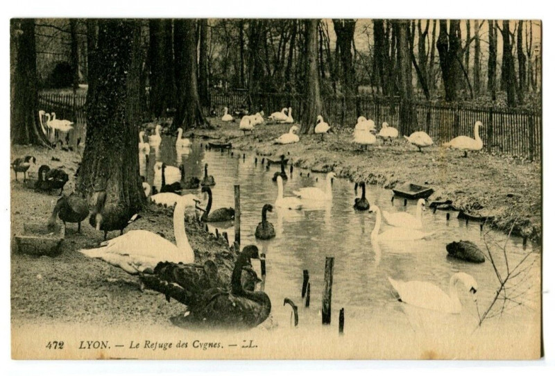 Carte postale ancienne Rhône Lyon Parc de la Tête d'Or Le Refuge des Cygnes à Lyon