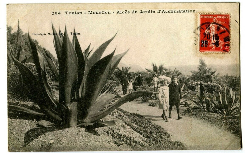 Carte postale ancienne Var Toulon Mourillon Aloës du Jardin d'Acclimatation animé à Toulon