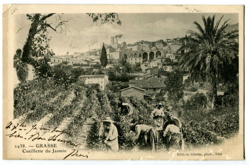Carte postale ancienne Alpes-Maritimes Grasse Cueillette du Jasmin animé à Grasse