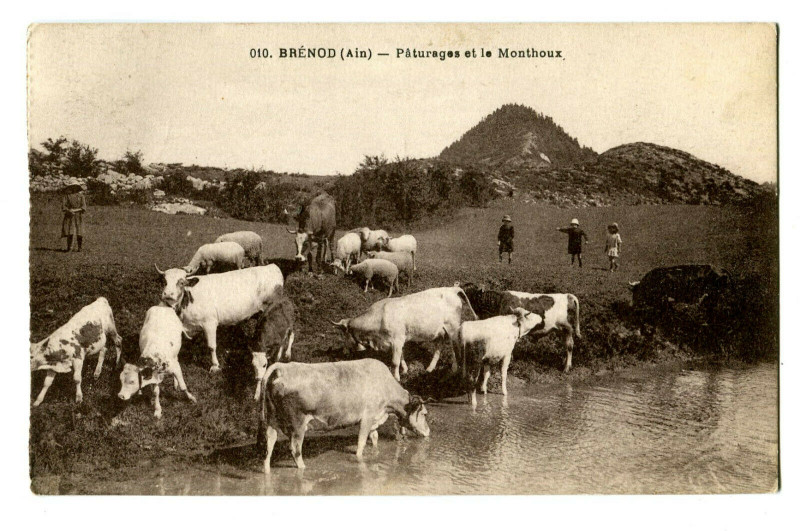 Carte postale ancienne Ain Brénod Pâturage et le Monthoux animé animaux à Brénod