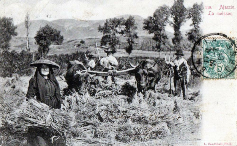 Carte postale ancienne 20 Corse Ajaccio La Moisson  (dos non divisé)  Gros Plan à Ajaccio