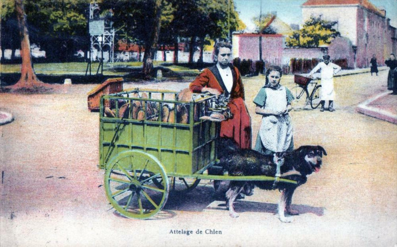 Carte postale ancienne Attelage De Chien (Gros Plan