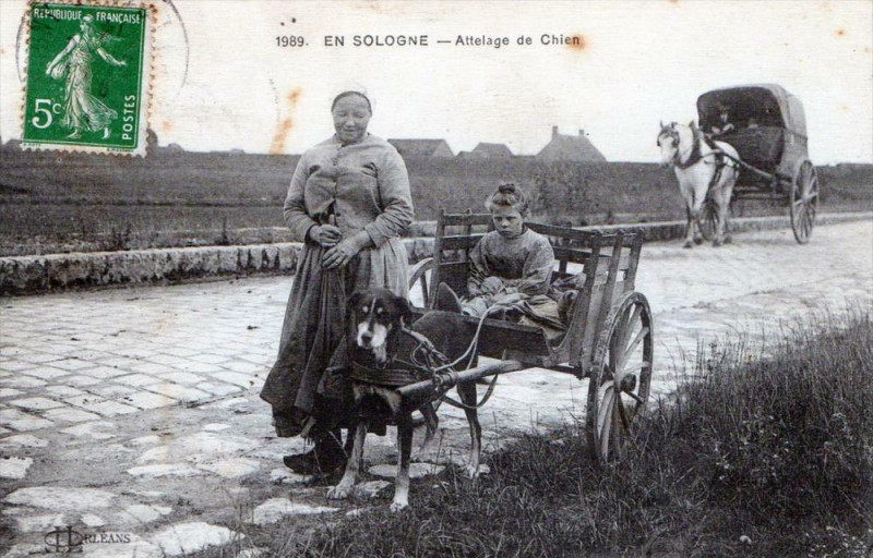 Carte postale ancienne En Sologne Attelage De Chien (Gros Plan