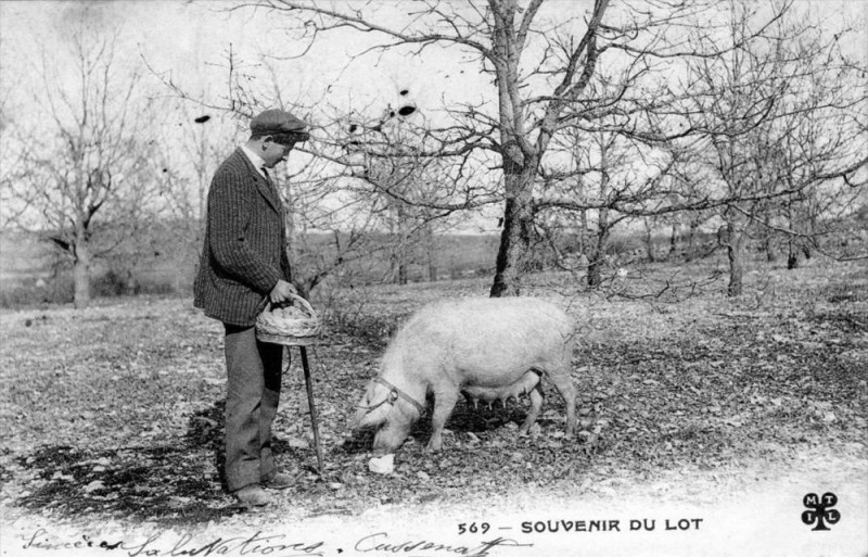 Carte postale ancienne Souvenir Du Lot (CHERCHEUR Truffes Avec Un Cochon (dos non divisé)