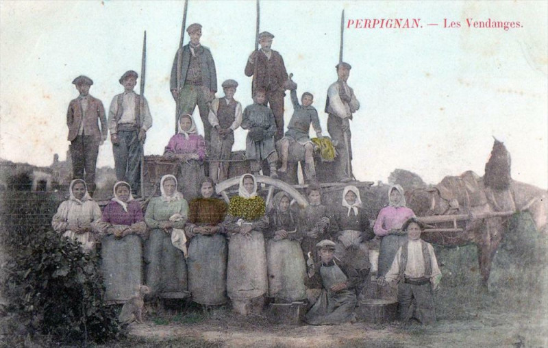 Carte postale ancienne Perpignan Les Vendanges (Gros Plan Belle Cpa à Perpignan