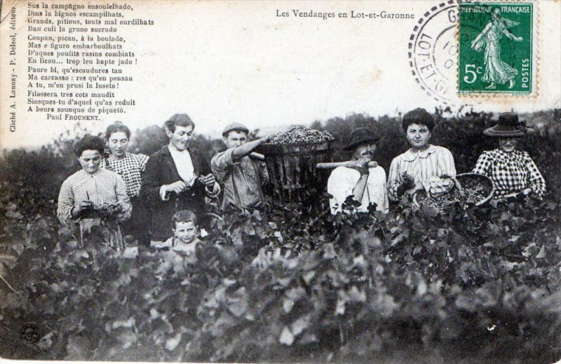 Carte postale ancienne Les Vendanges En Lot Et Garonne (Gros Plan Vigne Et Vin