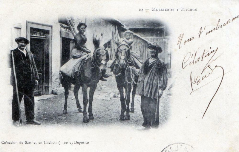 Carte postale ancienne Luchon Muleteros Y Machos (dos non divisé) Gros Plan
