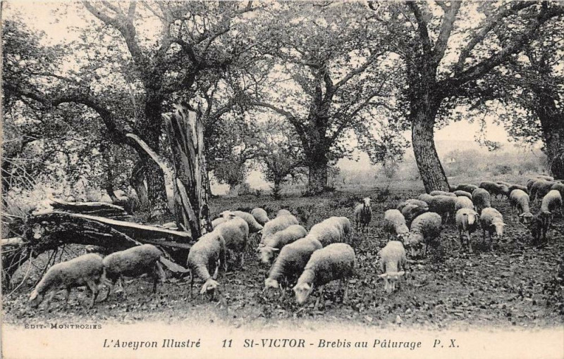 Carte postale ancienne Saint Victor Brebis Au Paturage