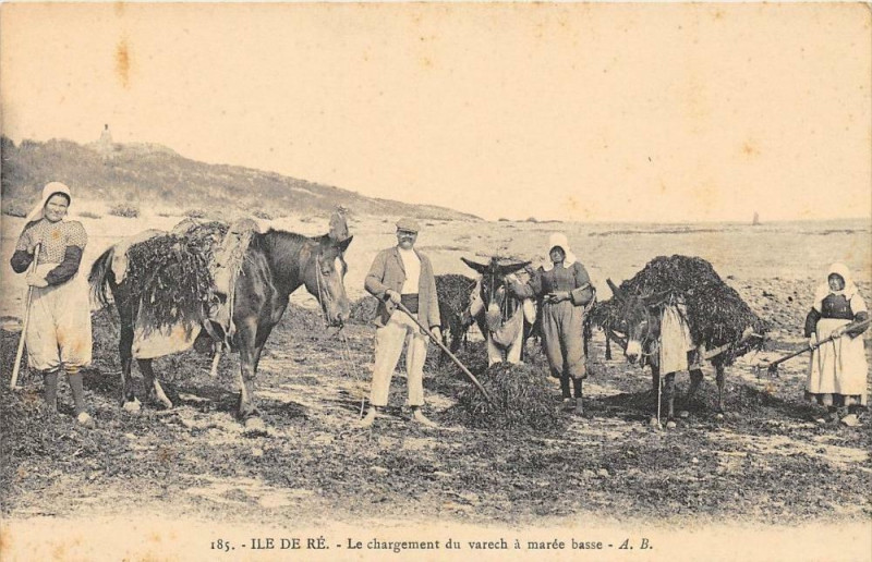 Carte postale ancienne Ile De Re Le Chargement Du Varech A Maree Basse (Cpa Top Selection