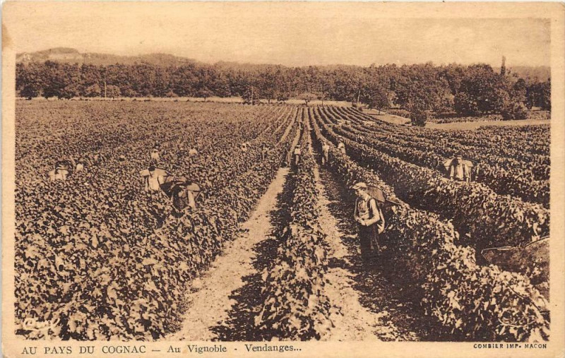 Carte postale ancienne Au Pays Du Cognac Au Vignoble Vendanges à Cognac