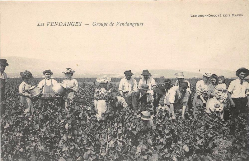 Carte postale ancienne Les Vendanges Groupe De Vendangeurs