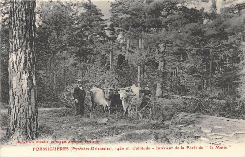 Carte postale ancienne Formigueres Interieur De La Foret De La Matte à Formiguères