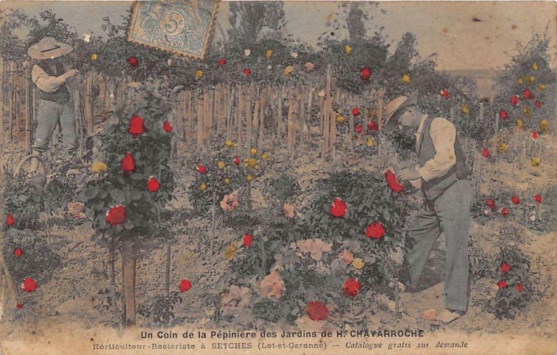Carte postale ancienne Un Coin De La Pepiniere Des Jardins De H.chavarroche  Horticulteur Rosier