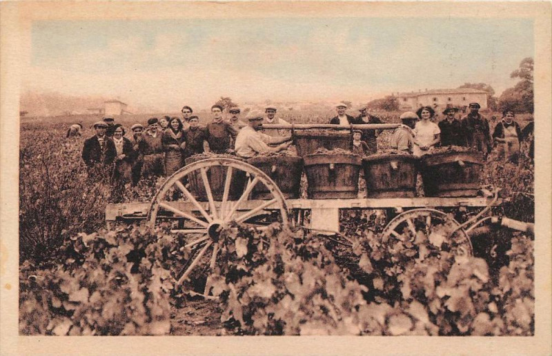 Carte postale ancienne Les Vendanges Groupe De Vendangeurs