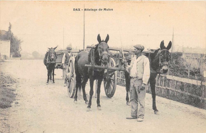 Carte postale ancienne Dax Attelage De Mules à Dax
