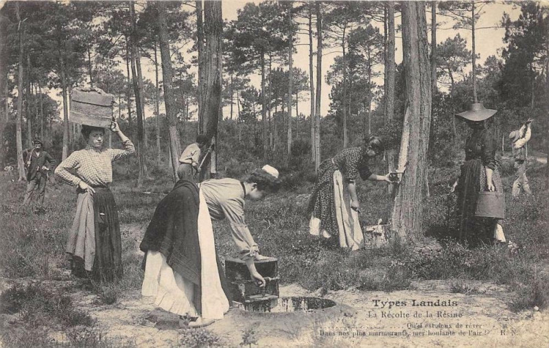 Carte postale ancienne Types Landais La Recolte De La Resine