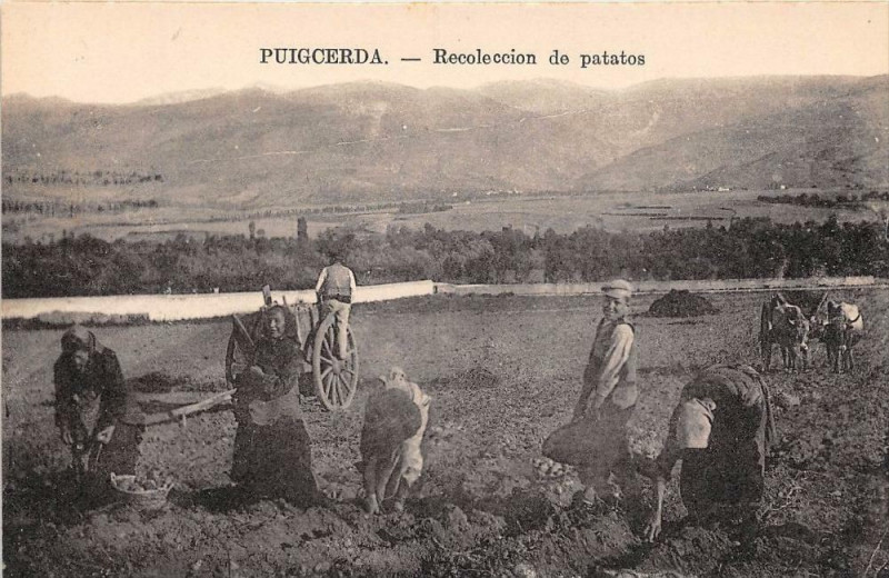 Carte postale ancienne Puigcerda Recoleccion De Patatos