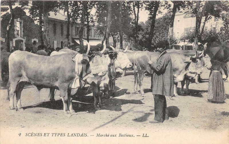 Carte postale ancienne Scenes Et Types Landais Marche Aux Bestiaux