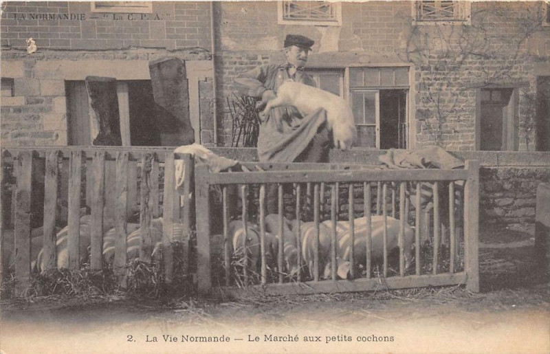 Carte postale ancienne La Vie Normande Le Mache Aux Petits Cochons